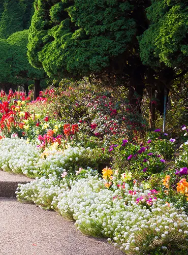 FLEURS EN HARMONIE DE COULEURS