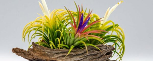 tillandsia