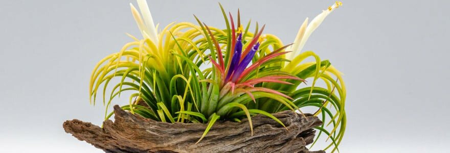 tillandsia